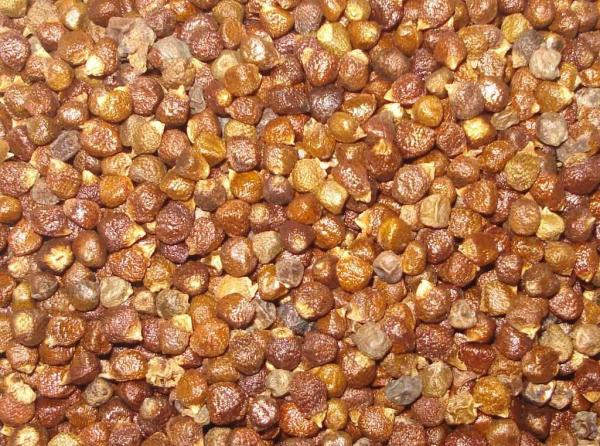 Malagettapfeffer, Paradieskörner, Guinea 25g